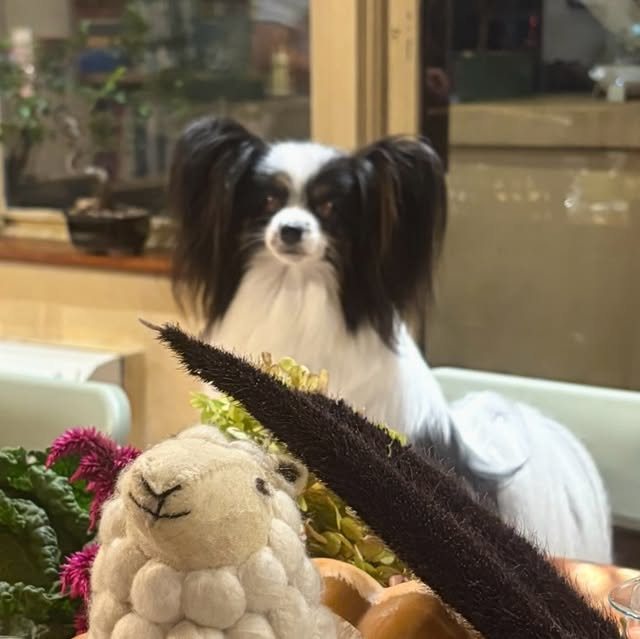 Finley, a black-and-white papillon, sitting regally indoors