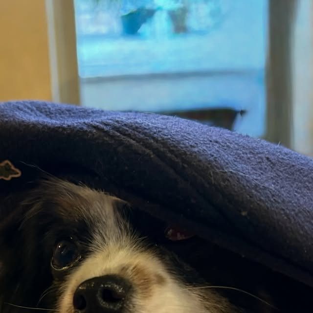 Finley peeking out from under a blanket